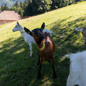 La Biquette - Chèvres